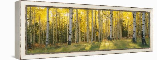 Aspen Trees in Coconino National Forest, Arizona, USA-null-Framed Premier Image Canvas