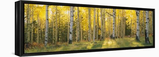 Aspen Trees in Coconino National Forest, Arizona, USA-null-Framed Premier Image Canvas