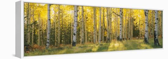 Aspen Trees in Coconino National Forest, Arizona, USA-null-Framed Premier Image Canvas