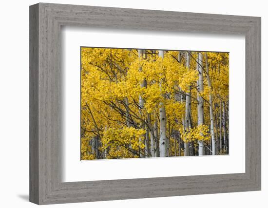 Aspen trees in fall color, Uncompahgre National Forest, Colorado-Adam Jones-Framed Photographic Print