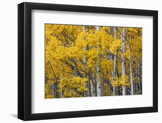 Aspen trees in fall color, Uncompahgre National Forest, Colorado-Adam Jones-Framed Photographic Print