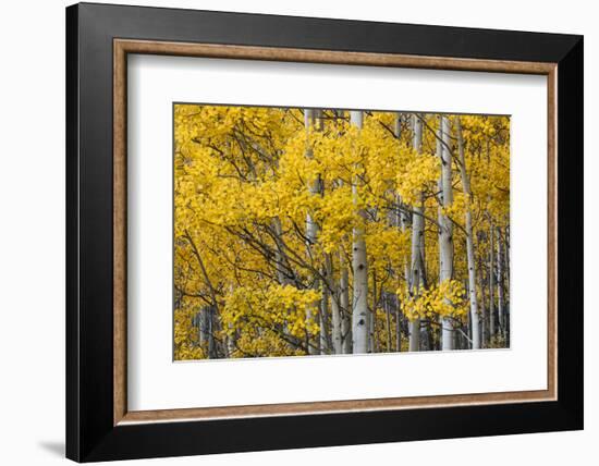Aspen trees in fall color, Uncompahgre National Forest, Colorado-Adam Jones-Framed Photographic Print