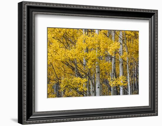 Aspen trees in fall color, Uncompahgre National Forest, Colorado-Adam Jones-Framed Photographic Print