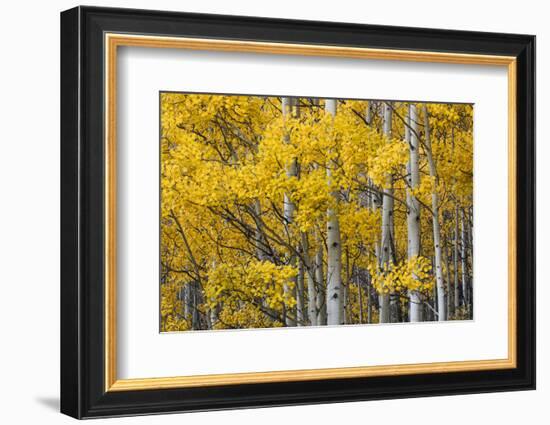 Aspen trees in fall color, Uncompahgre National Forest, Colorado-Adam Jones-Framed Photographic Print