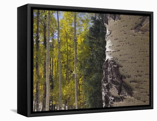 Aspen Trees in Fall, Uncompahgre National Forest, Colorado, USA-Rolf Nussbaumer-Framed Premier Image Canvas
