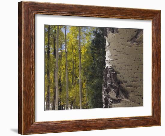 Aspen Trees in Fall, Uncompahgre National Forest, Colorado, USA-Rolf Nussbaumer-Framed Photographic Print