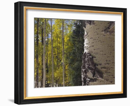 Aspen Trees in Fall, Uncompahgre National Forest, Colorado, USA-Rolf Nussbaumer-Framed Photographic Print