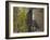 Aspen Trees in Fall, Uncompahgre National Forest, Colorado, USA-Rolf Nussbaumer-Framed Photographic Print