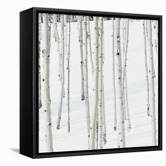 Aspen Trees in Snow-Micha Pawlitzki-Framed Premier Image Canvas