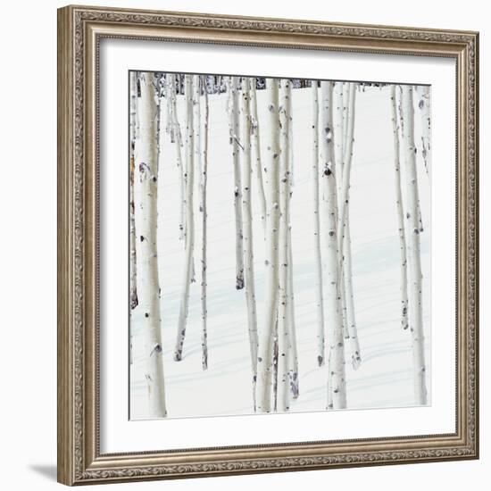 Aspen Trees in Snow-Micha Pawlitzki-Framed Photographic Print