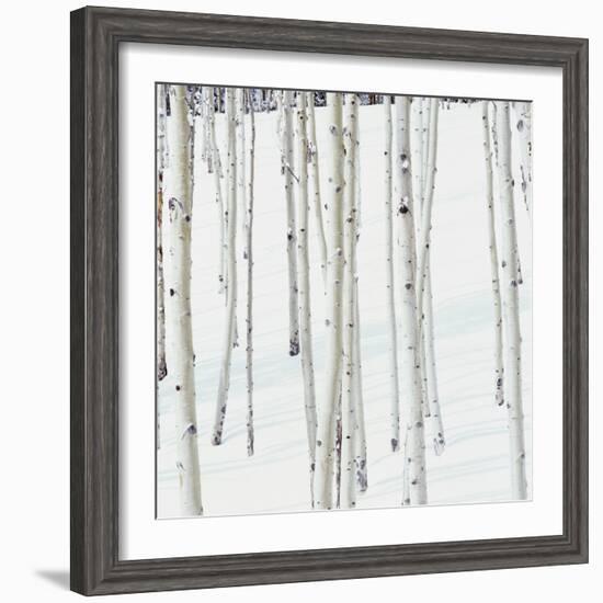 Aspen Trees in Snow-Micha Pawlitzki-Framed Photographic Print