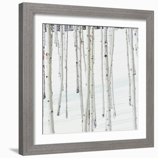 Aspen Trees in Snow-Micha Pawlitzki-Framed Photographic Print