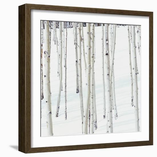 Aspen Trees in Snow-Micha Pawlitzki-Framed Photographic Print