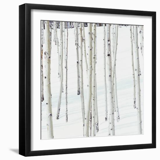 Aspen Trees in Snow-Micha Pawlitzki-Framed Photographic Print