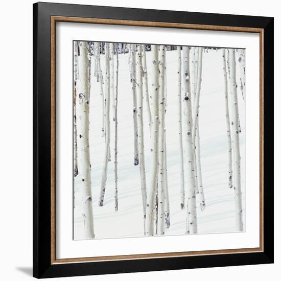 Aspen Trees in Snow-Micha Pawlitzki-Framed Photographic Print