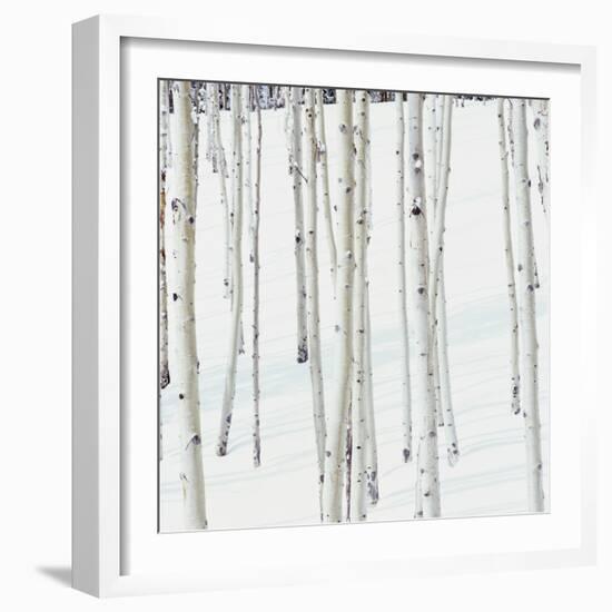 Aspen Trees in Snow-Micha Pawlitzki-Framed Photographic Print