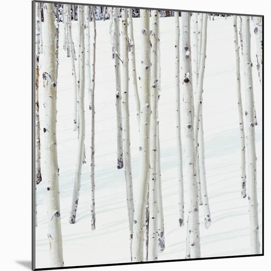 Aspen Trees in Snow-Micha Pawlitzki-Mounted Photographic Print