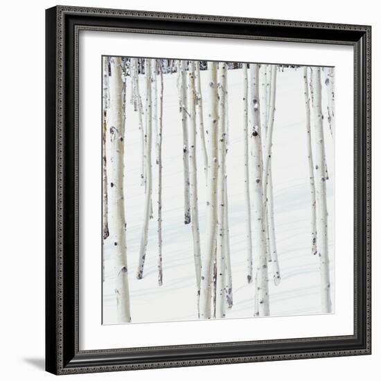 Aspen Trees in Snow-Micha Pawlitzki-Framed Photographic Print