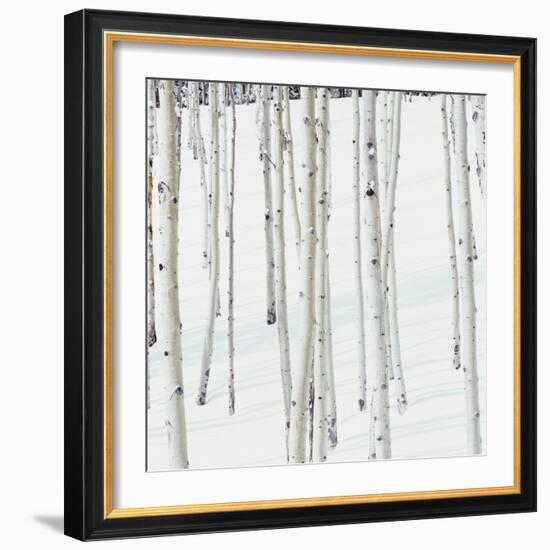 Aspen Trees in Snow-Micha Pawlitzki-Framed Photographic Print