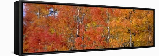 Aspen Trees In the Autumn-David Nunuk-Framed Premier Image Canvas