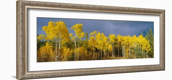 Aspen Trees In the Autumn-David Nunuk-Framed Photographic Print