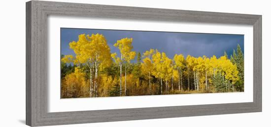Aspen Trees In the Autumn-David Nunuk-Framed Photographic Print