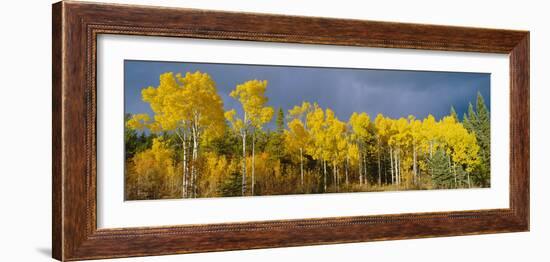 Aspen Trees In the Autumn-David Nunuk-Framed Photographic Print