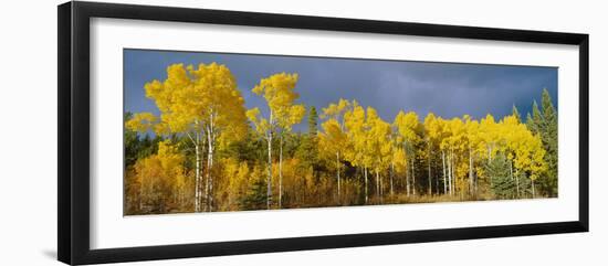 Aspen Trees In the Autumn-David Nunuk-Framed Photographic Print