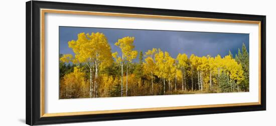 Aspen Trees In the Autumn-David Nunuk-Framed Photographic Print