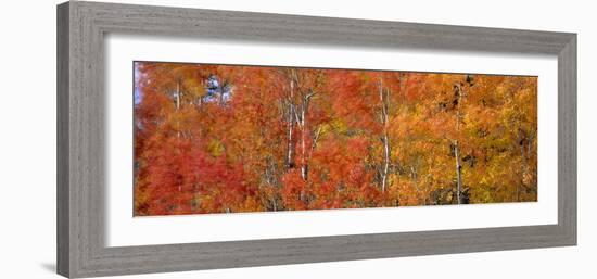 Aspen Trees In the Autumn-David Nunuk-Framed Photographic Print