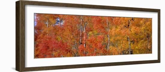 Aspen Trees In the Autumn-David Nunuk-Framed Photographic Print