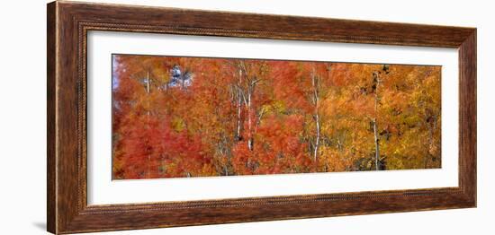 Aspen Trees In the Autumn-David Nunuk-Framed Photographic Print