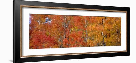 Aspen Trees In the Autumn-David Nunuk-Framed Photographic Print