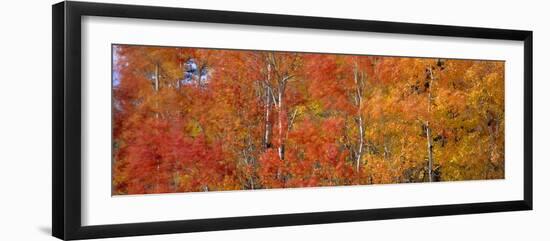 Aspen Trees In the Autumn-David Nunuk-Framed Photographic Print