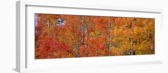 Aspen Trees In the Autumn-David Nunuk-Framed Photographic Print