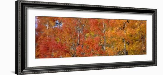 Aspen Trees In the Autumn-David Nunuk-Framed Photographic Print