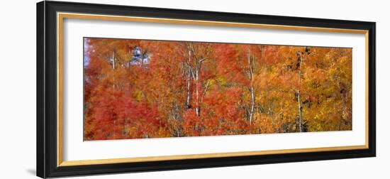 Aspen Trees In the Autumn-David Nunuk-Framed Photographic Print