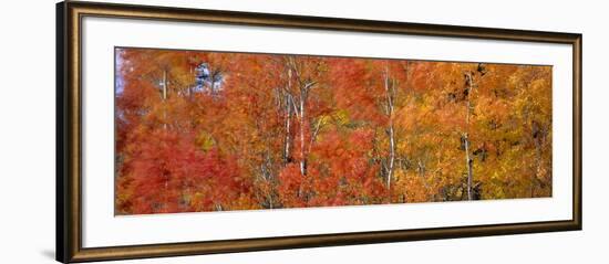 Aspen Trees In the Autumn-David Nunuk-Framed Photographic Print