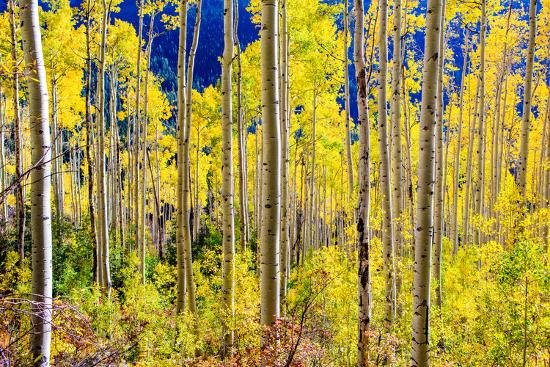 Aspen Trees In The Fall Aspen Colorado United States Of America North America Photographic Print By Laura Grier Art Com