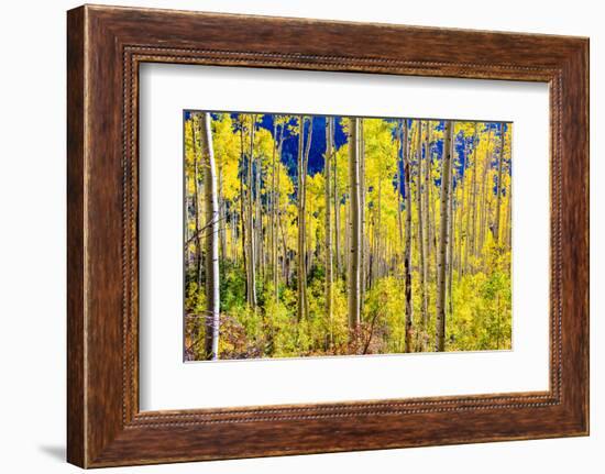 Aspen Trees in the Fall, Aspen, Colorado, United States of America, North America-Laura Grier-Framed Photographic Print