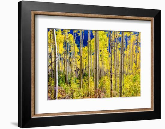 Aspen Trees in the Fall, Aspen, Colorado, United States of America, North America-Laura Grier-Framed Photographic Print