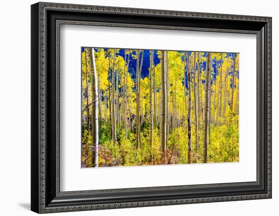 Aspen Trees in the Fall, Aspen, Colorado, United States of America, North America-Laura Grier-Framed Photographic Print