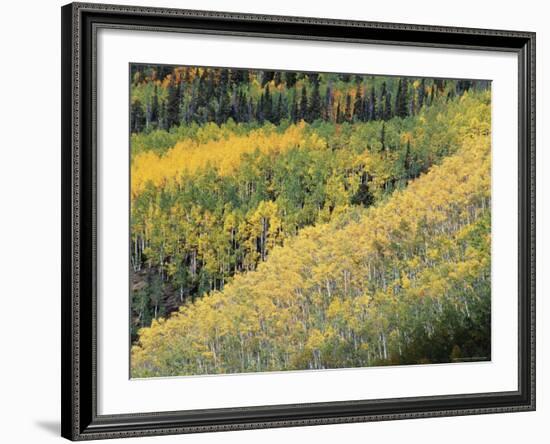 Aspen Trees in the Fall, San Juan Skyway, Colorado, USA-Jean Brooks-Framed Photographic Print