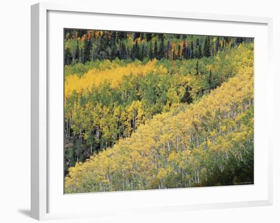 Aspen Trees in the Fall, San Juan Skyway, Colorado, USA-Jean Brooks-Framed Photographic Print