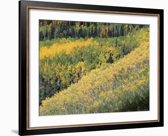 Aspen Trees in the Fall, San Juan Skyway, Colorado, USA-Jean Brooks-Framed Photographic Print