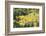 Aspen Trees in the Fall-Howie Garber-Framed Photographic Print