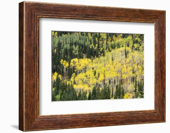 Aspen Trees in the Fall-Howie Garber-Framed Photographic Print