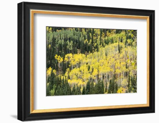 Aspen Trees in the Fall-Howie Garber-Framed Photographic Print