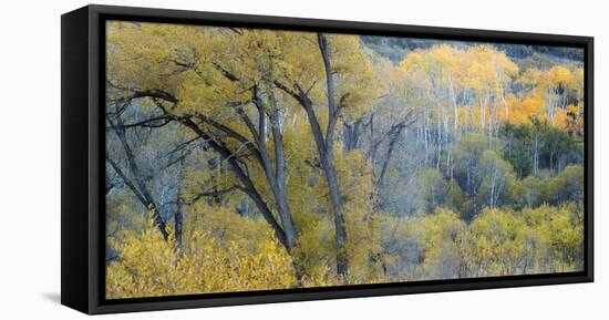 Aspen Trees in the Fall-Howie Garber-Framed Premier Image Canvas