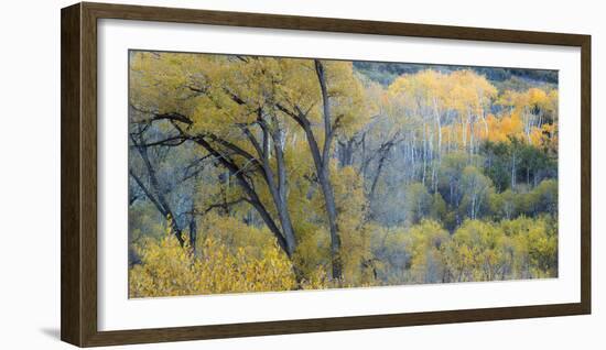 Aspen Trees in the Fall-Howie Garber-Framed Photographic Print